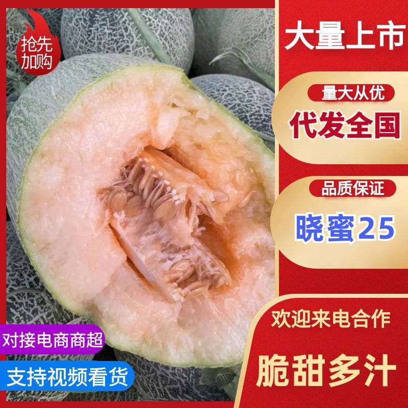 海南晓密25哈密瓜大量上市可视频看货量大从优欢迎咨询