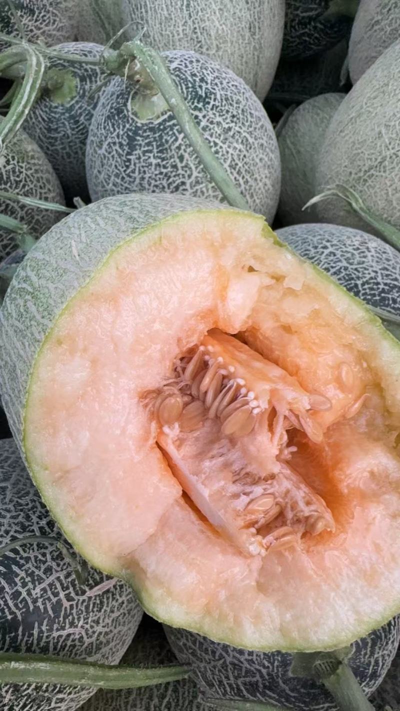 海南晓密25哈密瓜大量上市可视频看货量大从优欢迎咨询