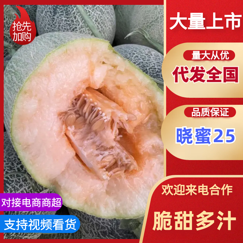 海南晓密25哈密瓜大量上市可视频看货量大从优欢迎咨询