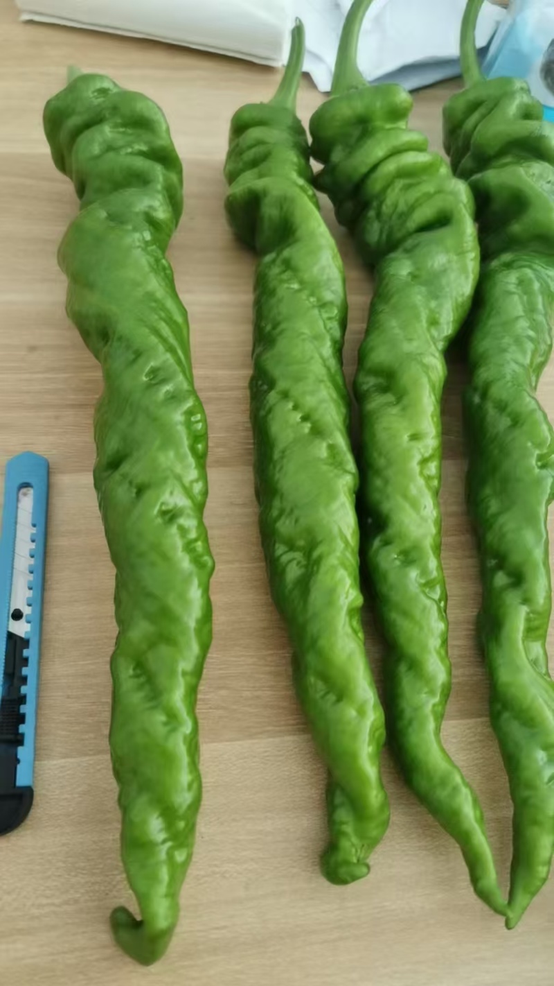 【螺丝椒】陕西阎良辣椒条形好颜色靓丽货量大按需求分拣打包