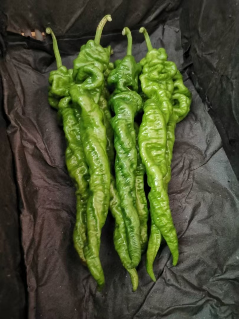 【螺丝椒】陕西阎良辣椒条形好颜色靓丽货量大按需求分拣打包