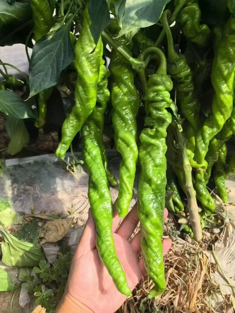 【螺丝椒】陕西阎良辣椒条形好颜色靓丽货量大按需求分拣打包