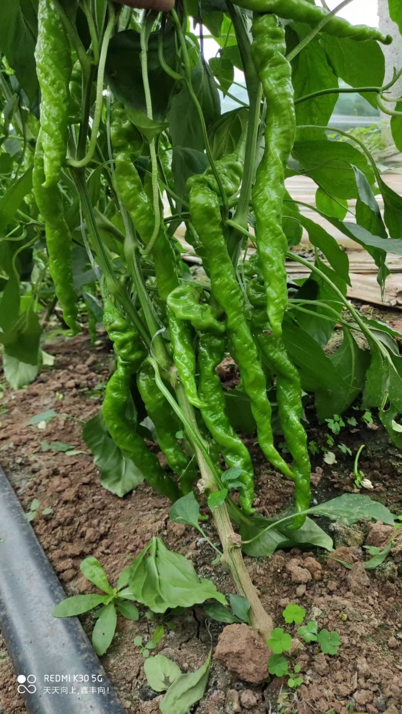 【螺丝椒】陕西阎良辣椒条形好颜色靓丽货量大按需求分拣打包