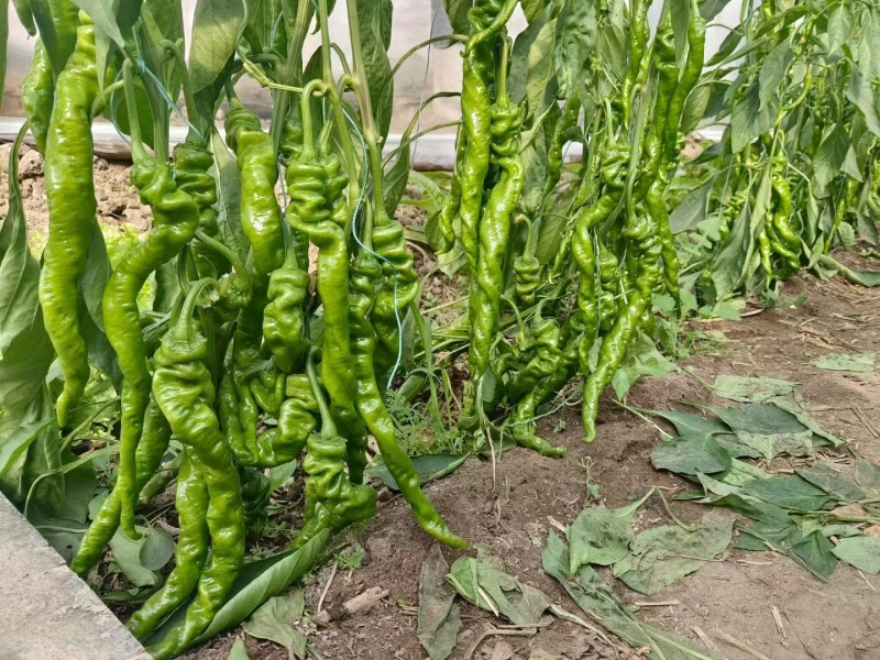 【螺丝椒】陕西阎良辣椒条形好颜色靓丽货量大按需求分拣打包