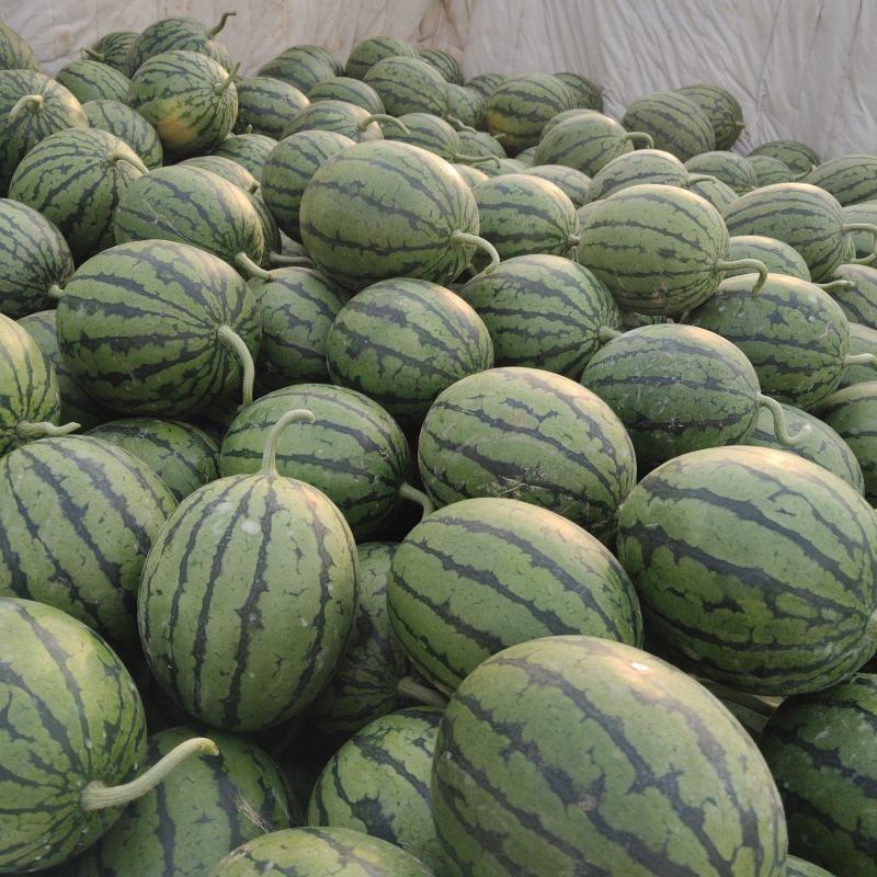 小糖丸西瓜大量上市中口感甜质量好，产地直发保熟保甜