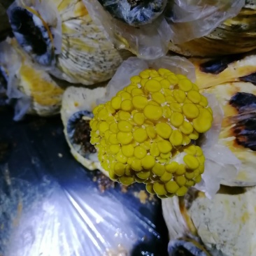 榆黄蘑