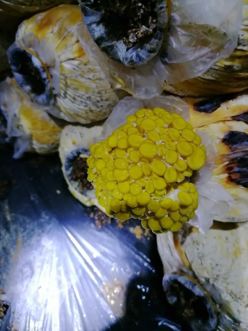 榆黄蘑
