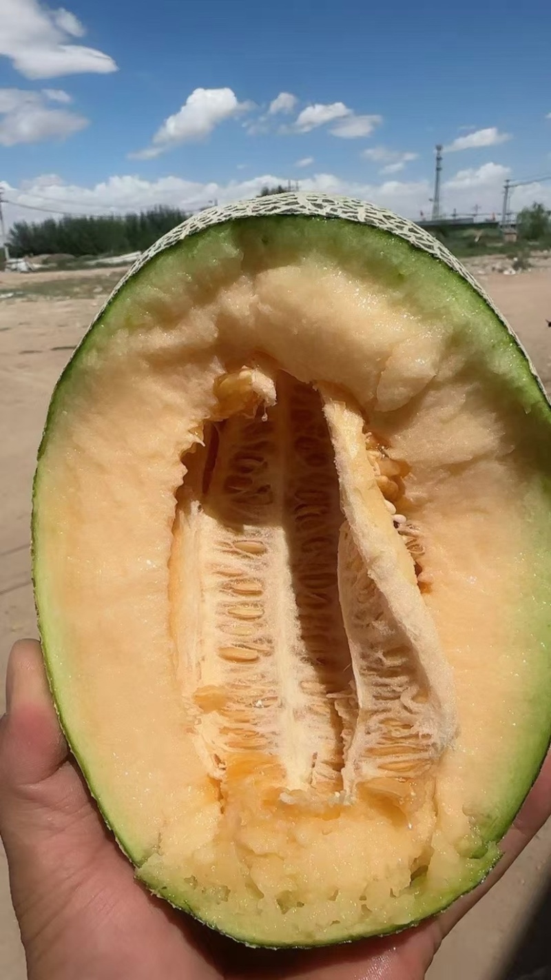 海南哈密瓜
