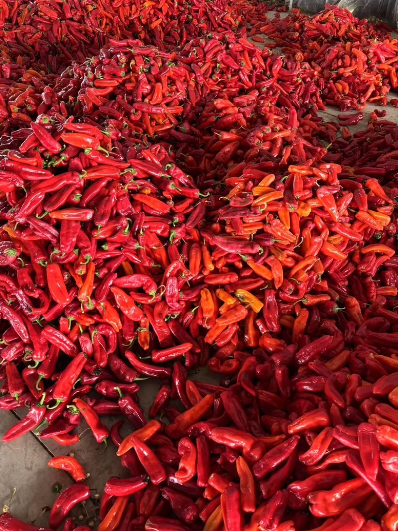 芜湖精品红椒大红椒便宜量大特大红椒好货，
