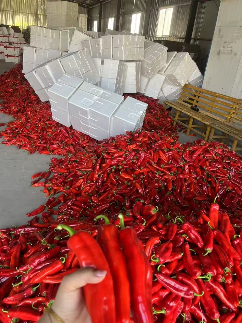芜湖精品红椒大红椒便宜量大特大红椒好货，