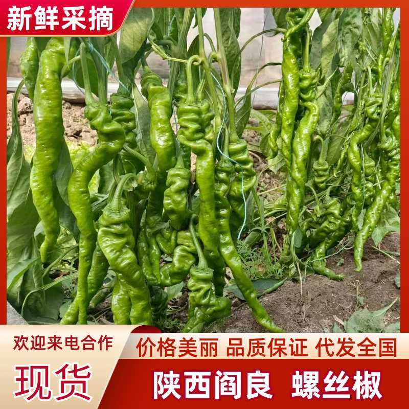 【产地货】阎良本地螺丝椒条形直长度长颜色翠绿硬度好耐储存