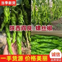 【产地货】阎良本地螺丝椒条形直长度长颜色翠绿硬度好耐储存