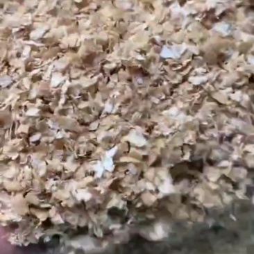 麸皮，大量现货，小麦仁麸皮，小卖麸皮，长期供应