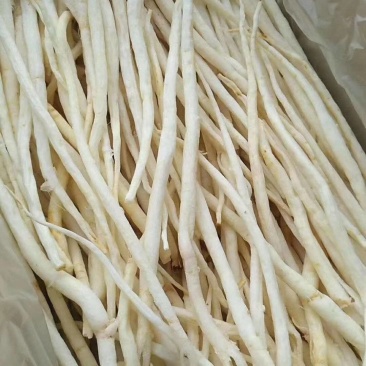 川明参，产于四川苍溪大山深处，一手货源，基地直发。