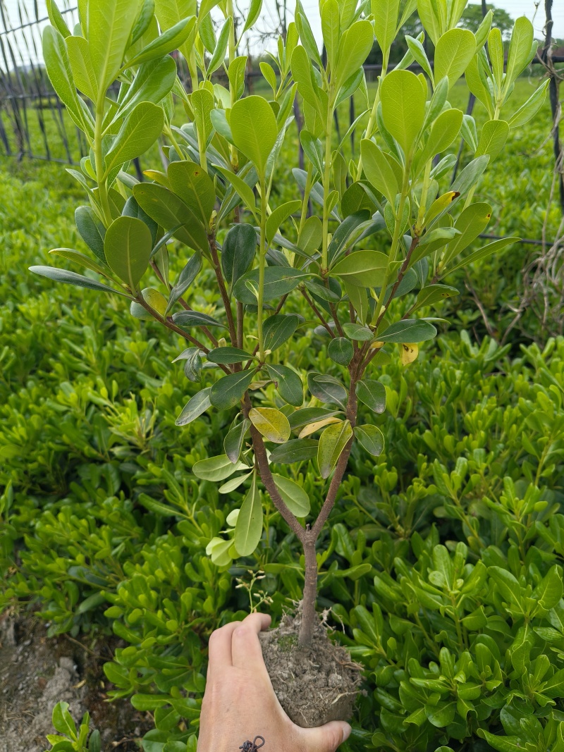 海桐小毛球高度40cm，基地有量，欢迎来一亩田订购。