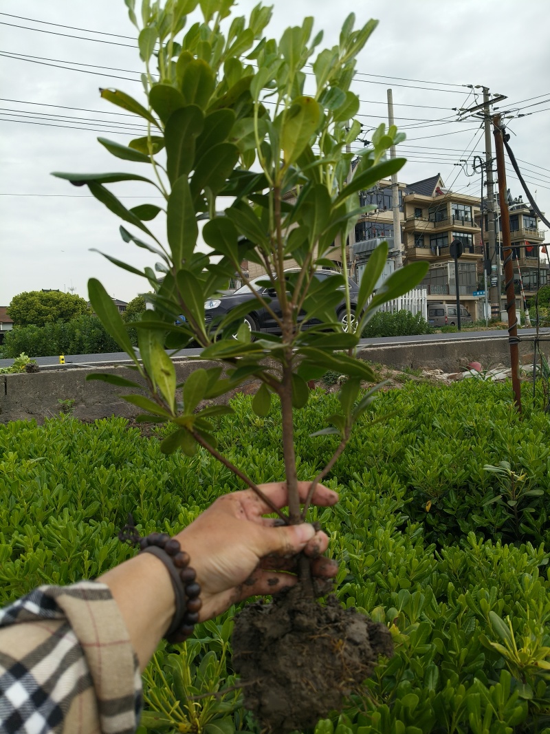 海桐小毛球高度40cm，基地有量，欢迎来一亩田订购。