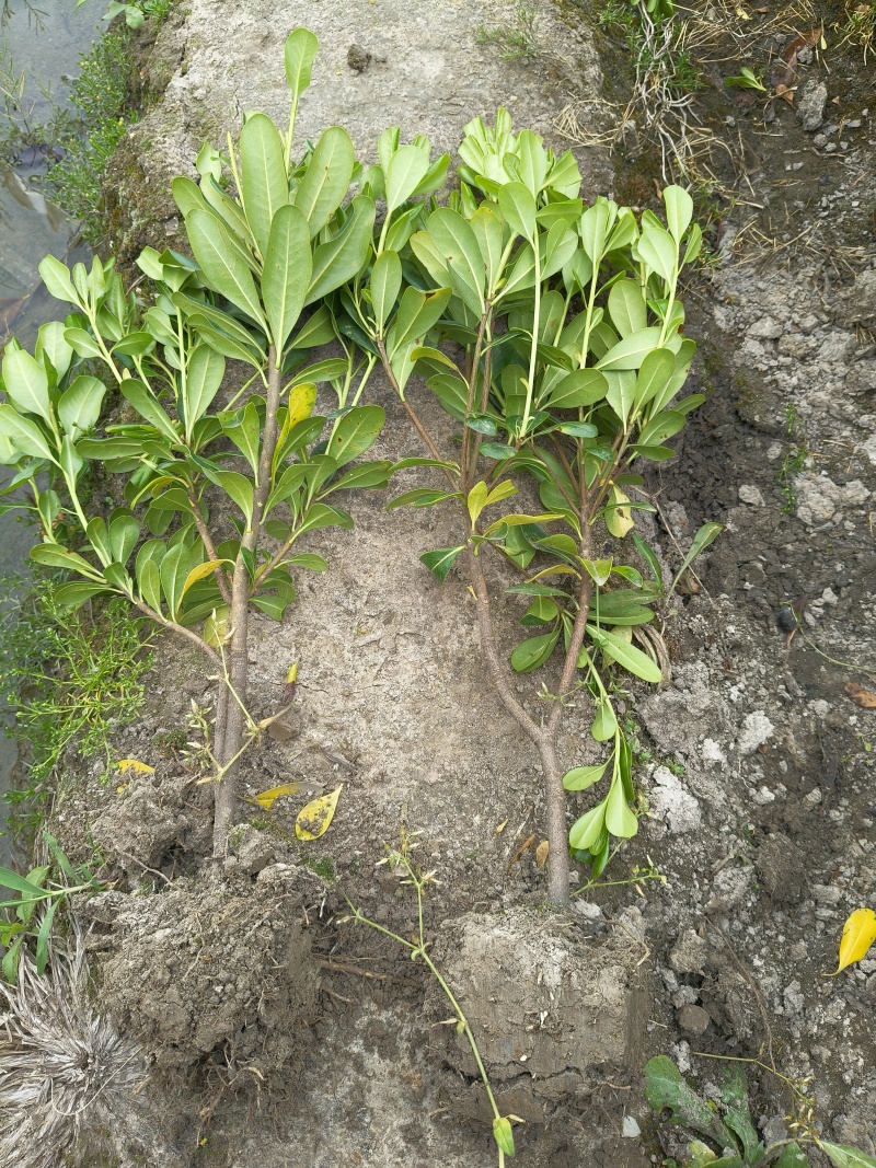 海桐小毛球高度40cm，基地有量，欢迎来一亩田订购。