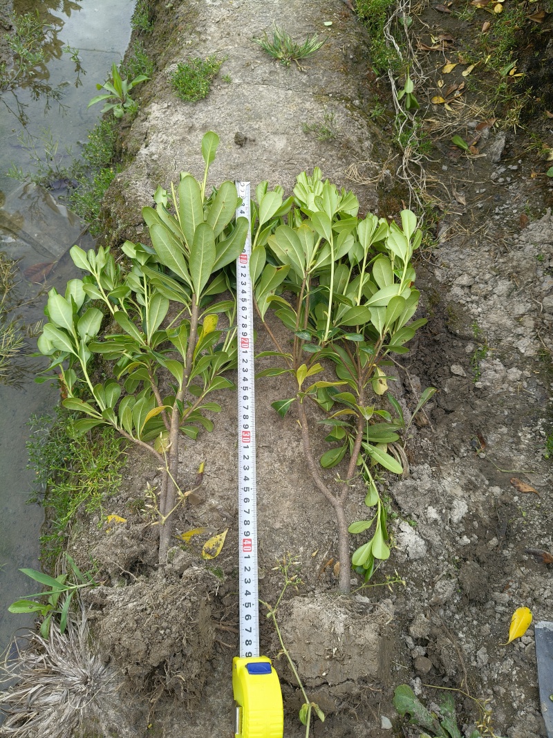 海桐小毛球高度40cm，基地有量，欢迎来一亩田订购。