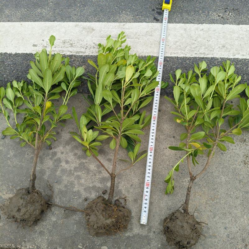 海桐小毛球高度40cm，基地有量，欢迎来一亩田订购。