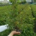 丰花月季大杯高度40cm，基地有量，欢迎来一亩田订购。
