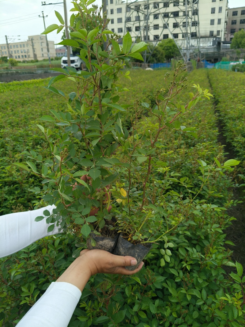 丰花月季大杯高度40cm，基地有量，欢迎来一亩田订购。