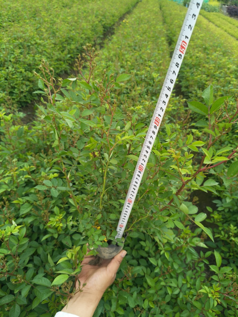 丰花月季大杯高度40cm，基地有量，欢迎来一亩田订购。