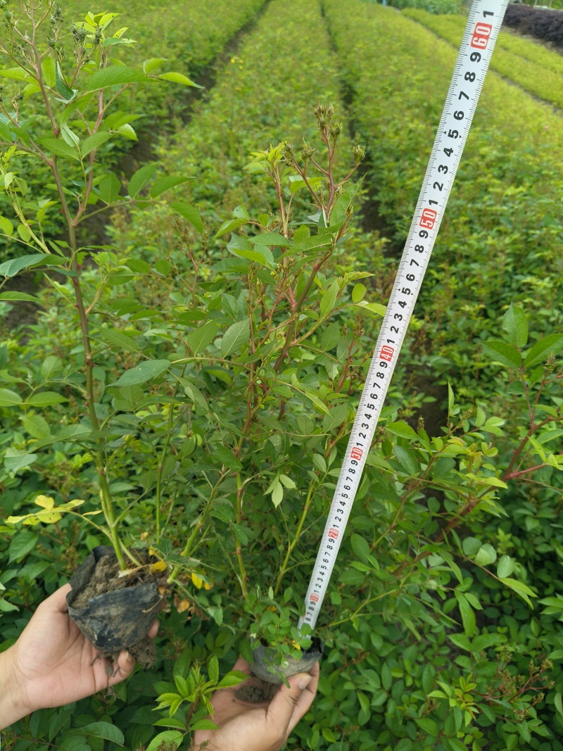 丰花月季大杯高度40cm，基地有量，欢迎来一亩田订购。