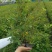 丰花月季大杯高度40cm，基地有量，欢迎来一亩田订购。