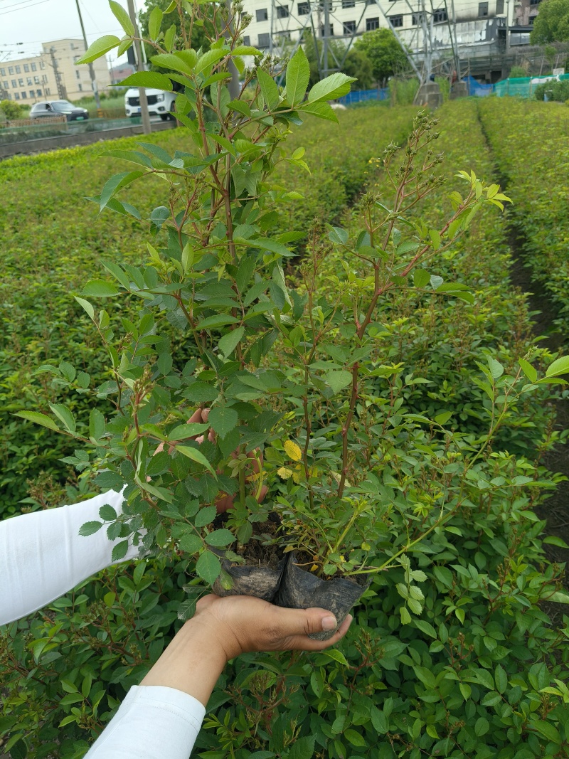 丰花月季大杯高度40cm，基地有量，欢迎来一亩田订购。
