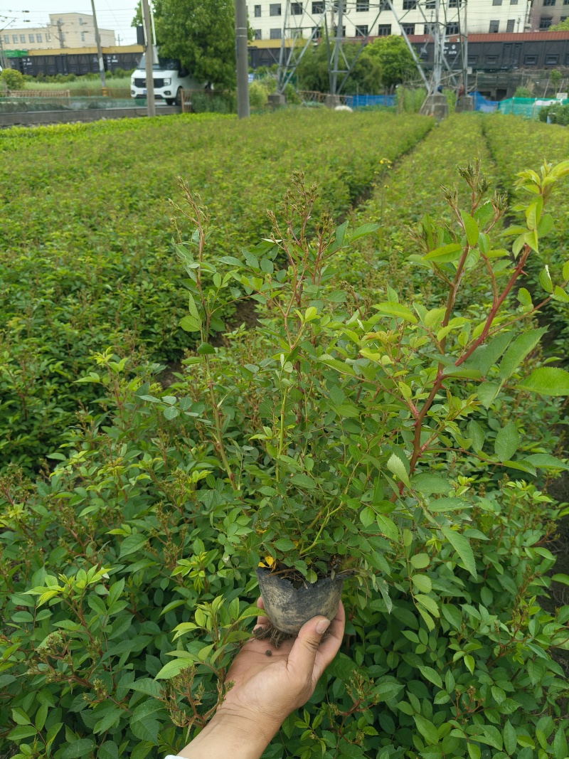 丰花月季大杯高度40cm，基地有量，欢迎来一亩田订购。