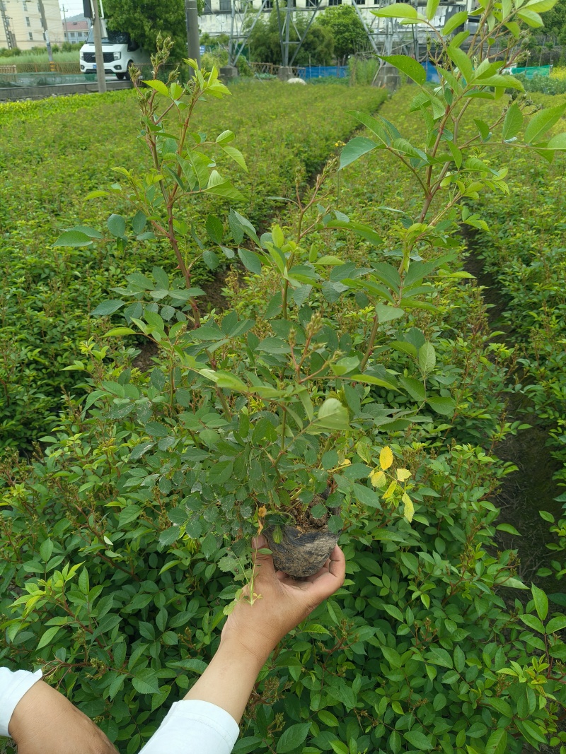 丰花月季大杯高度40cm，基地有量，欢迎来一亩田订购。