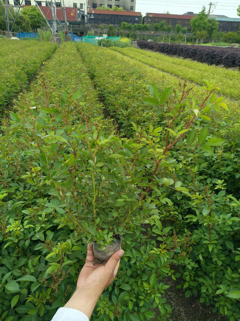 丰花月季大杯高度40cm，基地有量，欢迎来一亩田订购。