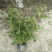 丰花月季大杯高度40cm，基地有量，欢迎来一亩田订购。