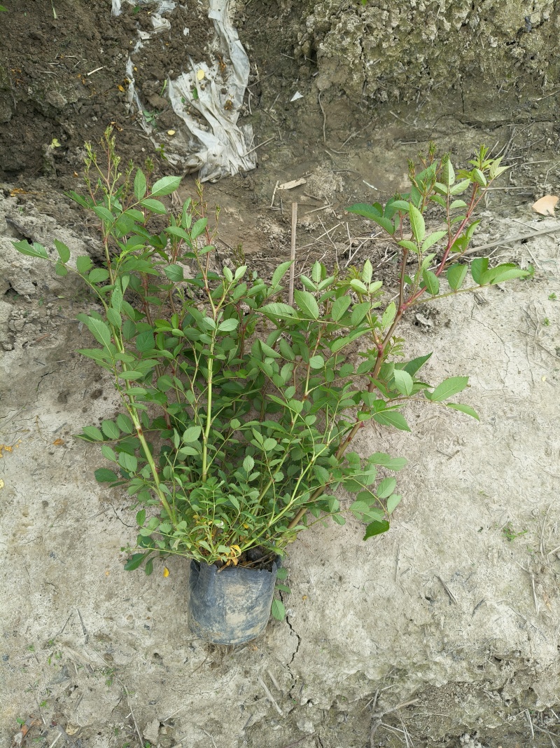 丰花月季大杯高度40cm，基地有量，欢迎来一亩田订购。