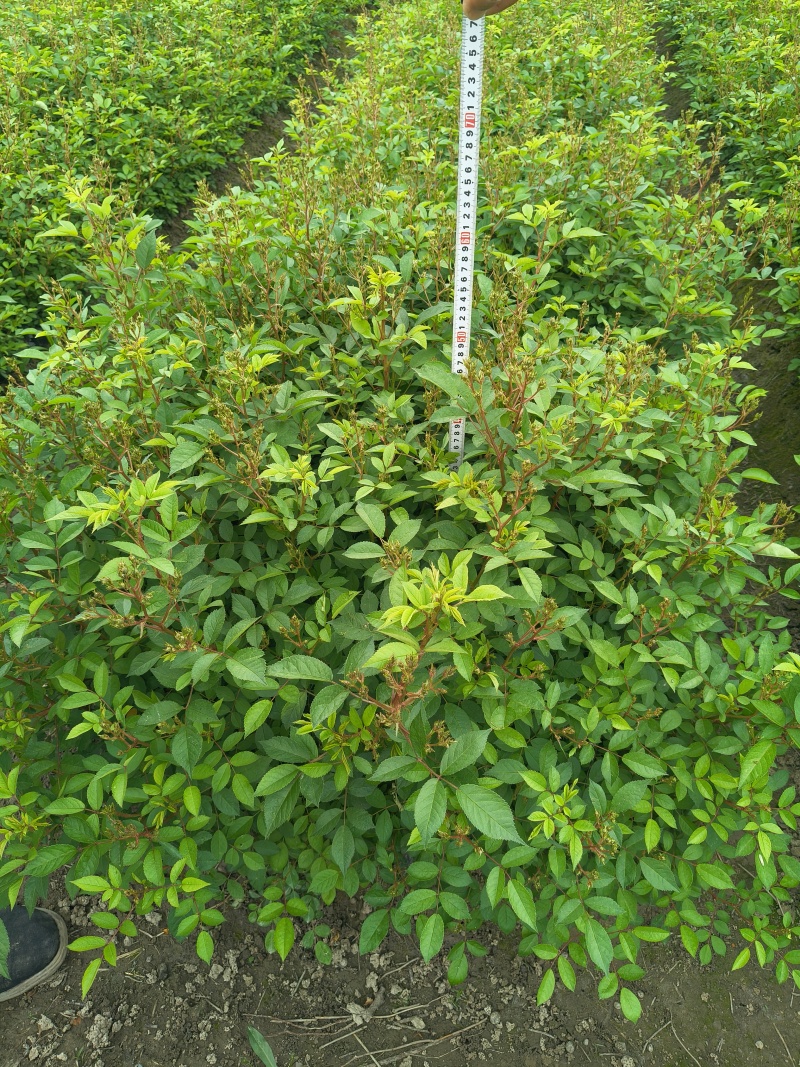 丰花月季大杯高度40cm，基地有量，欢迎来一亩田订购。