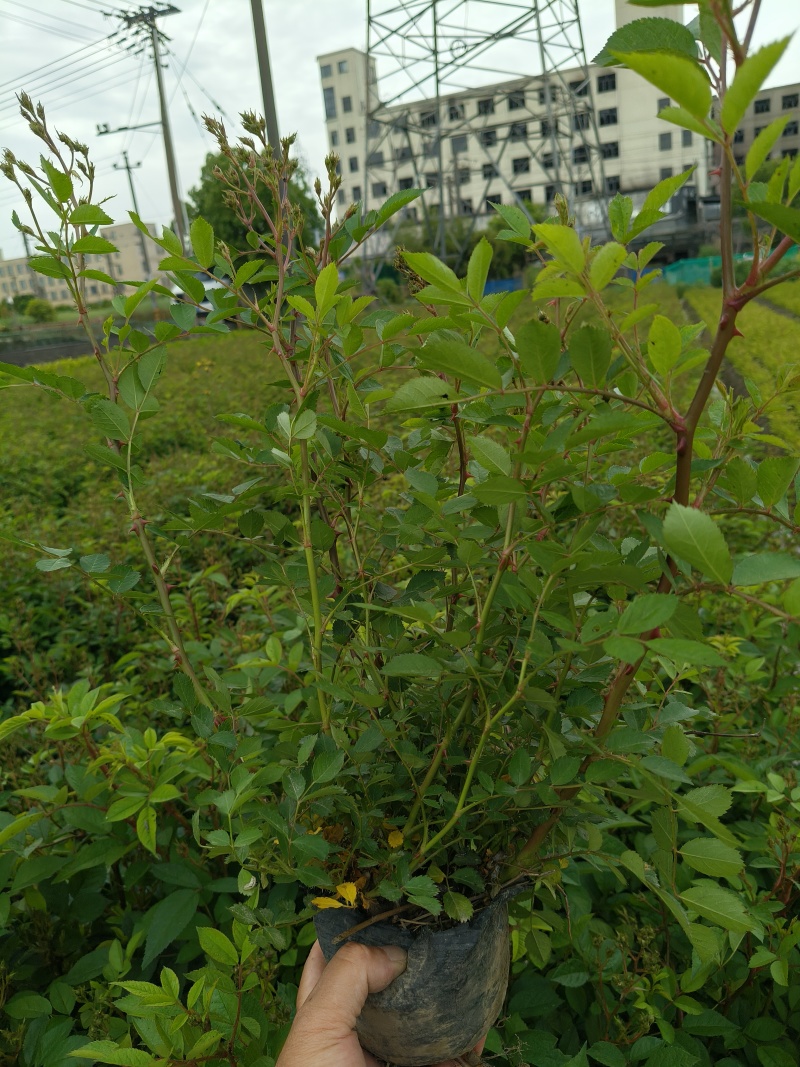 丰花月季大杯高度40cm，基地有量，欢迎来一亩田订购。
