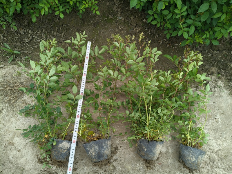 丰花月季大杯高度40cm，基地有量，欢迎来一亩田订购。