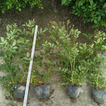 丰花月季大杯高度40cm，基地有量，欢迎来一亩田订购。