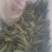 毛慈菇苗，基地直供。1件100颗