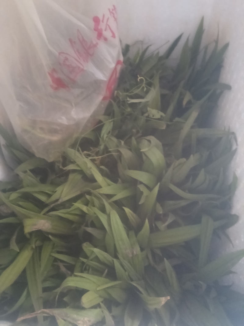 毛慈菇苗，基地直供。1件100颗