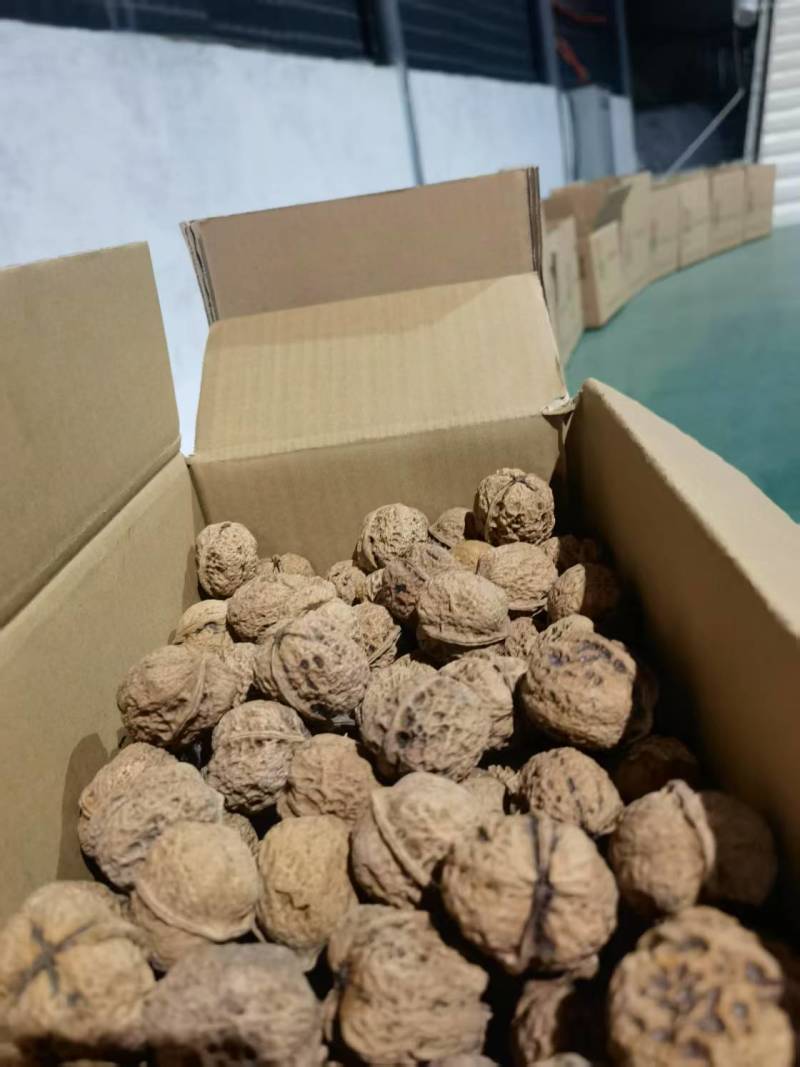 精品云南核桃大量接单产地直发量大从优欢迎来电