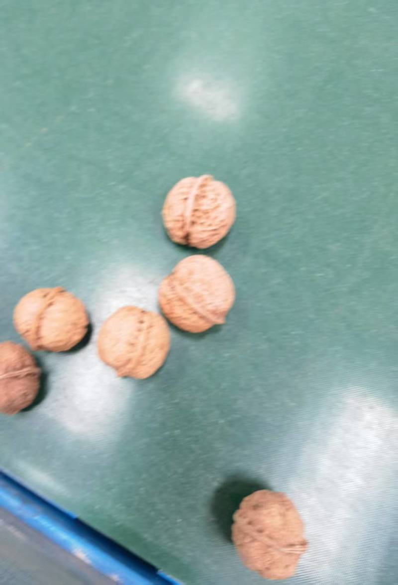 精品云南核桃大量接单产地直发量大从优欢迎来电