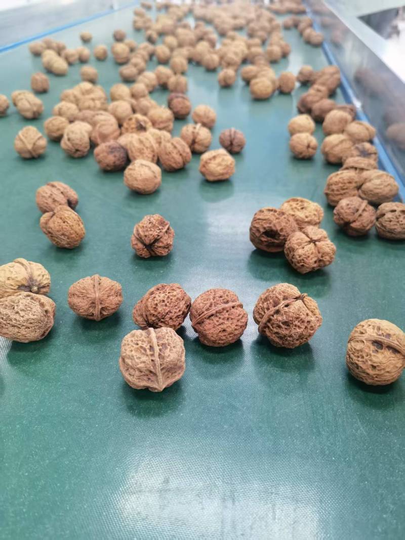 精品云南核桃大量接单产地直发量大从优欢迎来电