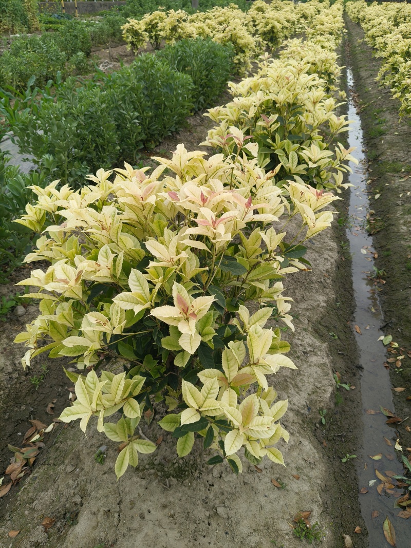 散本彩叶桂冠幅70-80cm基地有量，欢迎来一亩田订购。