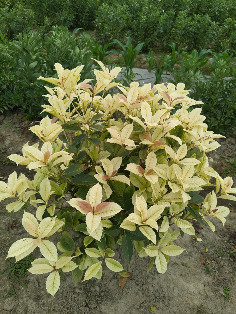 散本彩叶桂冠幅70-80cm基地有量，欢迎来一亩田订购。