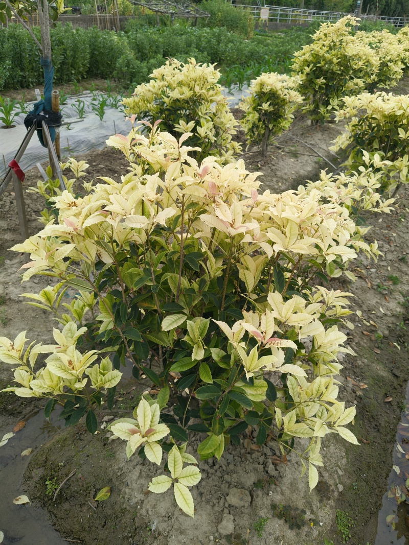 散本彩叶桂冠幅70-80cm基地有量，欢迎来一亩田订购。