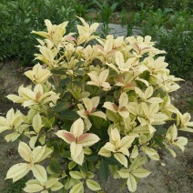 散本彩叶桂冠幅70-80cm基地有量，欢迎来一亩田订购。