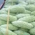 今天4月29号白珍珠新上市今天市场价3元欢迎老板们下单