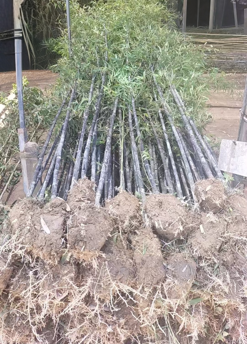 紫竹直径2公分，基地有量，欢迎来一亩田订购。