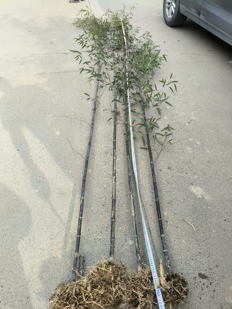 紫竹直径2公分，基地有量，欢迎来一亩田订购。